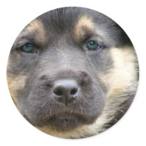 Wise dog Envelope Seals stickers