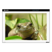 Wise Little Tree Frog skins