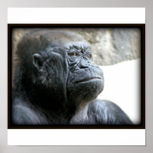 Wise old Gorilla Print