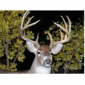 Wish I had a "Buck" photo sculptures