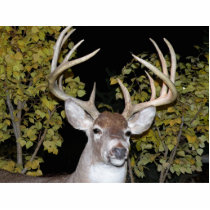 Wish I had a "Buck" photo sculptures