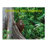 Wish You Were Here Indonesia Greetings postcards