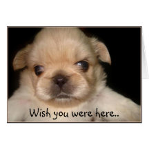 Wish you were here pekingese puppy greeting card