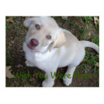 Wish You Were Here Yellow Labrador Retriever Postcard