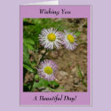 Wishing You A Beautiful Day! - Blank Inside cards