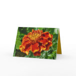 Wishing You Sunshine Card