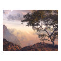 Wishingtree posters