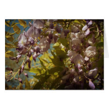 Wisteria Blooms in the Spring Sunshine Cards