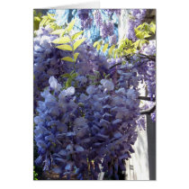 Wisteria Cluster Cards