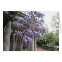 Wisteria Columns Cards