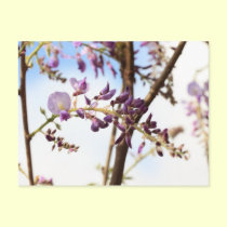 More Postcards