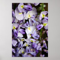 Wisteria Flowers II Print posters