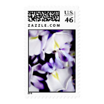Wisteria Flowers Postage stamps stamps