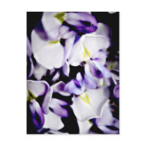 Wisteria Flowers Postcard postcards