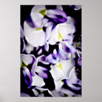 Wisteria Flowers Print posters