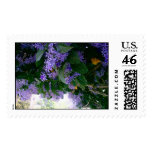 Wisteria in Panama Postage Stamps