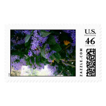 Wisteria in Panama Postage Stamps