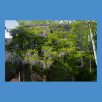 Wisteria Lane posters