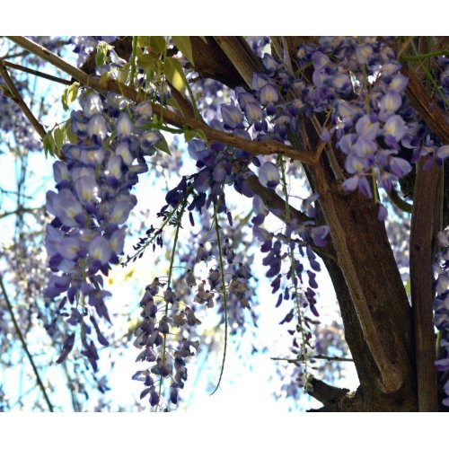 Wisteria zazzle_mousepad