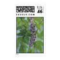 "Wisteria" postage