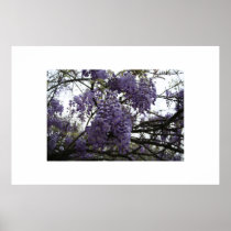 Wisteria. posters