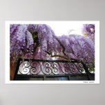 Wisteria Poster posters