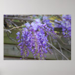 Wisteria Poster
