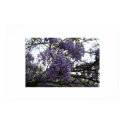 Wisteria. posters