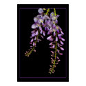 Wisteria posters
