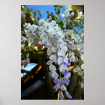 Wisteria Print posters