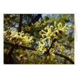 Witch Hazel Flowers Card