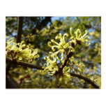 Witch Hazel Flowers Postcard
