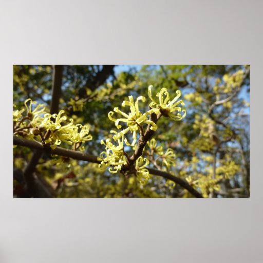 Witch Hazel Flowers Poster Print