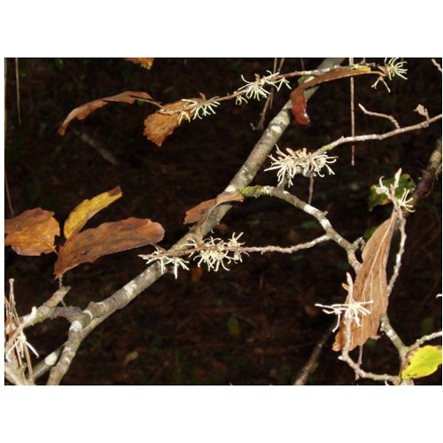 Witch Hazel Postcard postcard