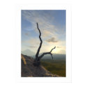 Witness Tree posters