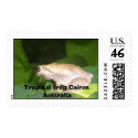wittle froggy, Tropical frog Cairns Australia postage
