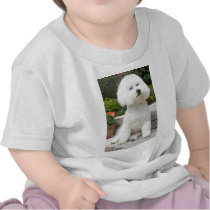 wiz1 shirts