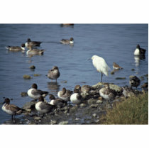 WO, Pintails and Snowy Egrets photo sculptures by animalpark WO, Pintails and Snowy Egrets photo sculptures