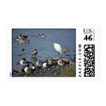 WO, Pintails and Snowy Egrets Postage Stamp