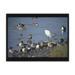WO, Pintails and Snowy Egrets