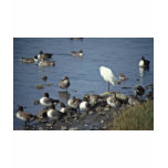 WO, Pintails and Snowy Egrets