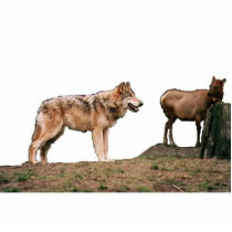 wolf28 photo sculptures by WolfClanCentrol wolf28 photo sculptures