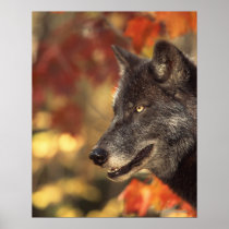 Wolf 2 print