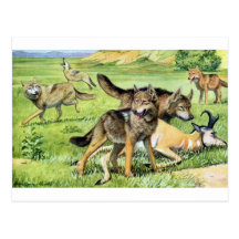 wolf and coyote post cards