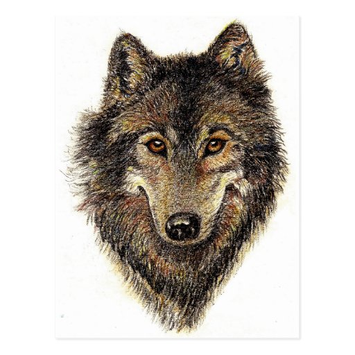 Wolf and Pack Quote - Animal Collection Post Card