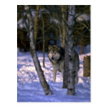 Wolf at edge of snowy forest postcards