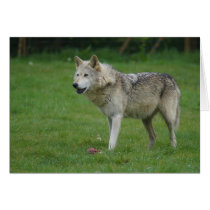 Wolf at Woburn Safari Park Card