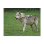 Wolf at Woburn Safari Park Postcards