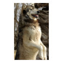 Wolf Beggin posters by Tberling Wolf Beggin posters