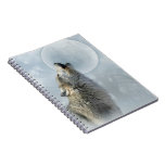 wolf, coyote, animal, dog, red, nature, animals